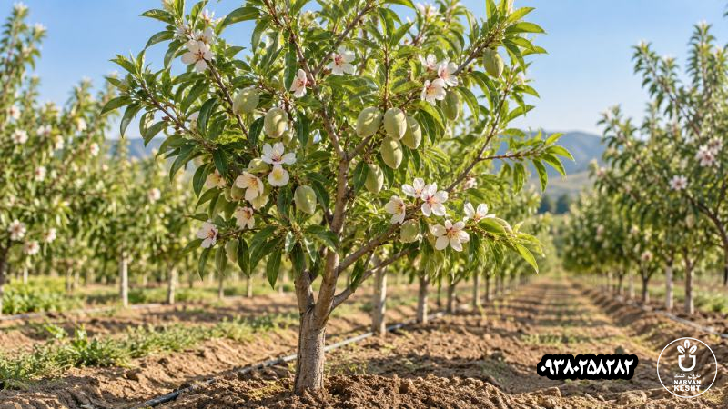 نهال بادام پربار و زودبازده؛ چه ویژگی‌هایی واقعاً عملکرد باغ را بالا می‌برد؟