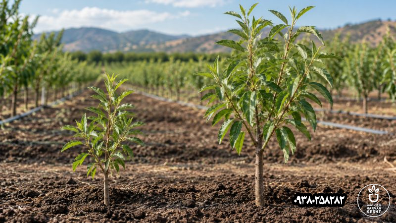 نهال بادام یک ساله یا دو ساله؛ کدام برای احداث باغ انتخاب بهتری است؟