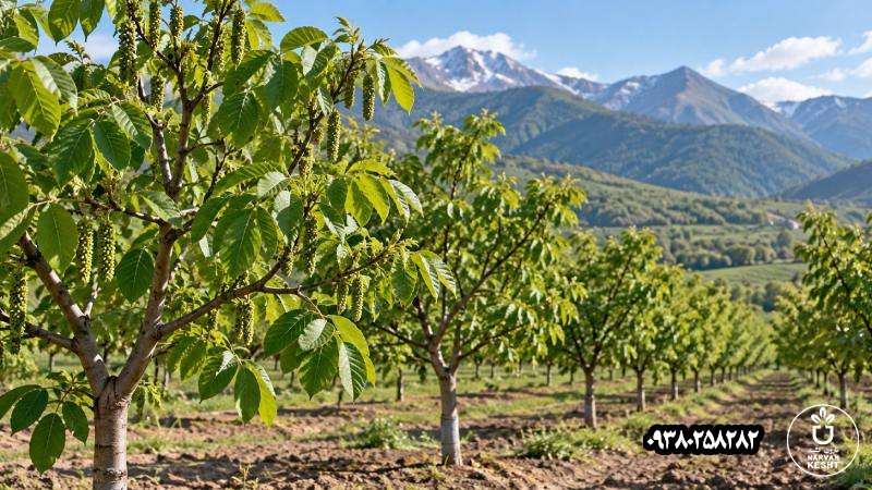 نهال گردو دیرگل چیست و برای چه مناطقی بهترین انتخاب است؟