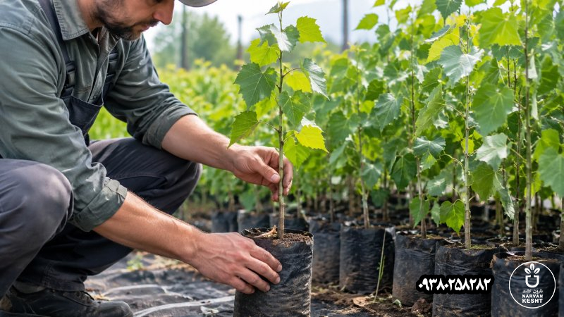 چگونه نهال صنوبر سالم و باکیفیت را برای کاشت انتخاب کنیم؟