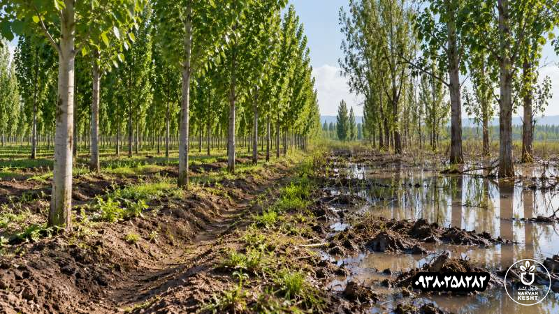 صنوبر آب میخواهد، اما هر زمین خیس برایش مناسب نیست