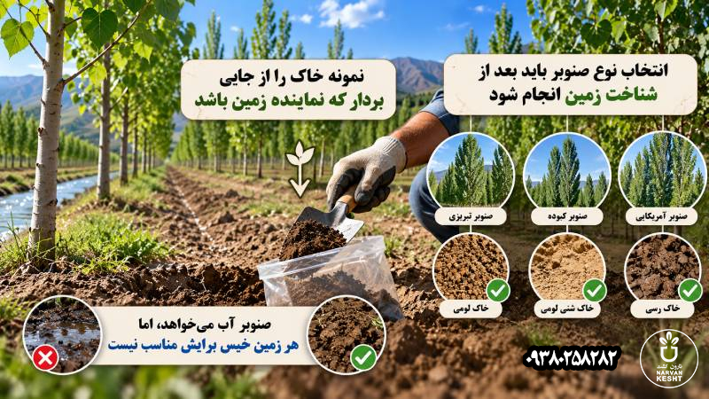 انتخاب نوع صنوبر باید بعد از شناخت زمین انجام شود