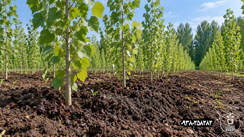 خاک مناسب برای نهال صنوبر