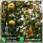 نهال به اصفهان - تصویر 2