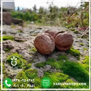 نهال گردو ژنوتیپ ناروَن