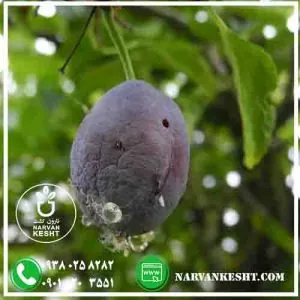 بیماری درخت آلو خرمایی