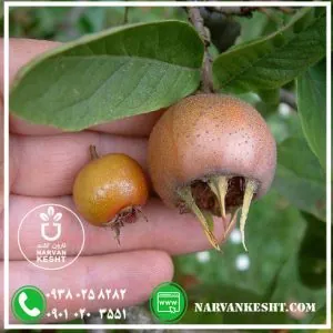 آفت ها و بیماری درخت ازگیل