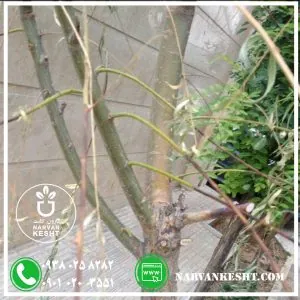 بیماری درخت بید مجنون 