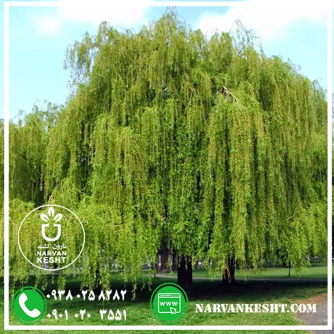 نهال بیدمجنون - تصویر 2