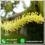 نهال بیدمجنون - تصویر 3