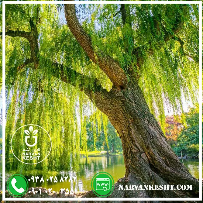 نهال بیدمجنون - تصویر 1