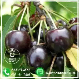 گیلاس تکدانه نارون کشت