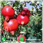 نهال انار سیاه نارون کشت