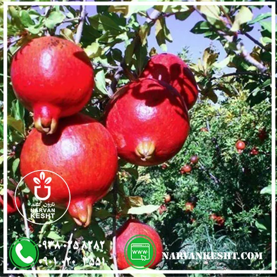 نهال انار سیاه نارون کشت