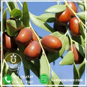 نهال عناب نارون