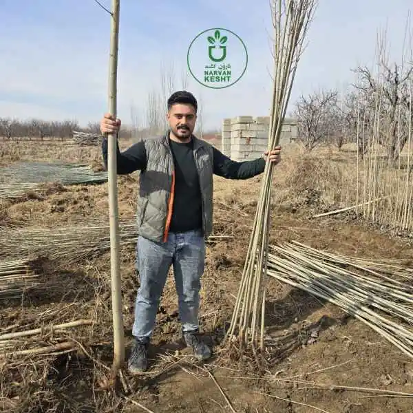 تشخیص نهال صنوبر سالم