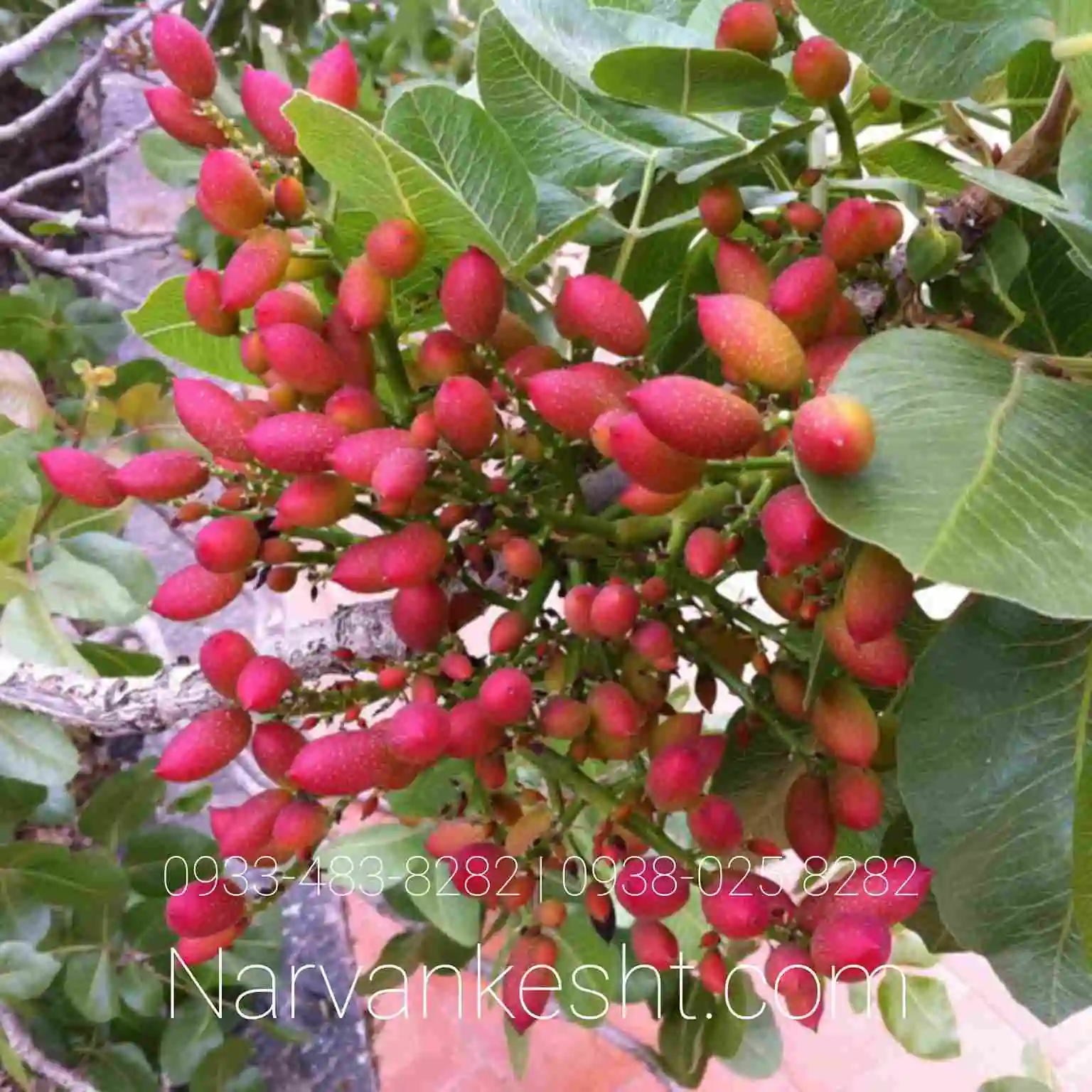 نهال پسته اکبری پیوندی