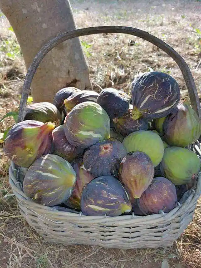 نهال انجیر سیاه