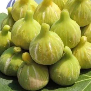 نهال انجیر عسلی