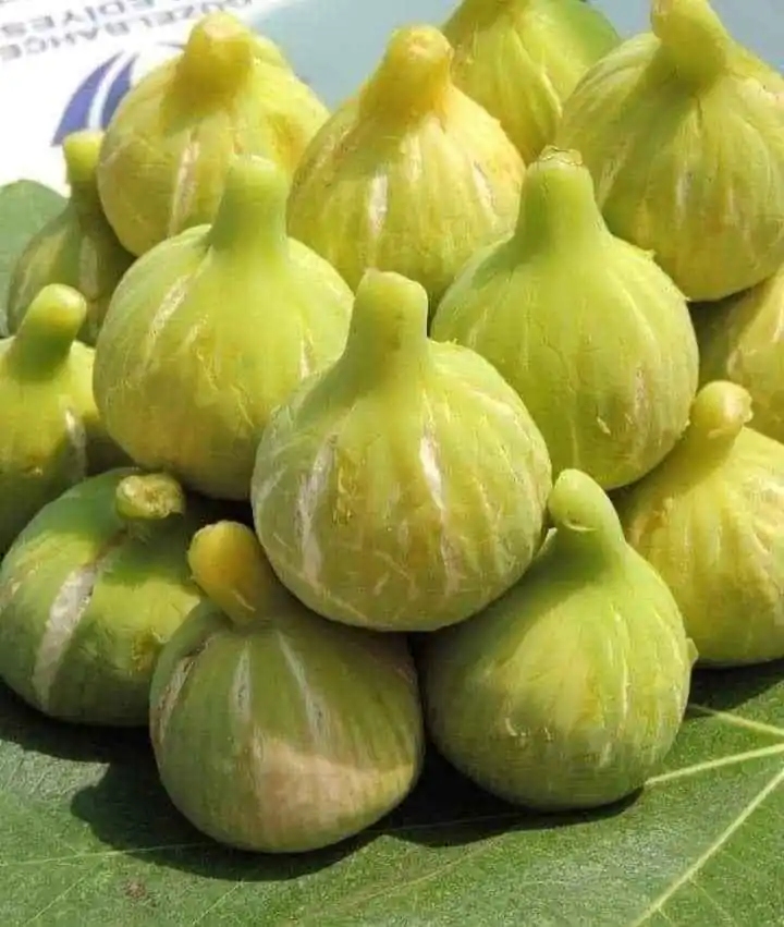 نهال انجیر عسلی