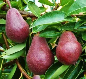 نهال گلابی انجو