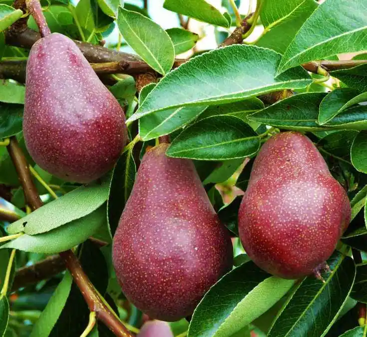 نهال گلابی انجو