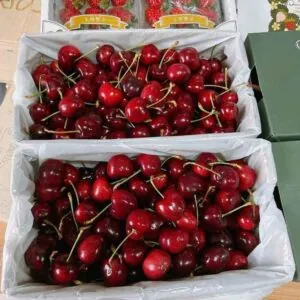 نهال گیلاس ایزابلا