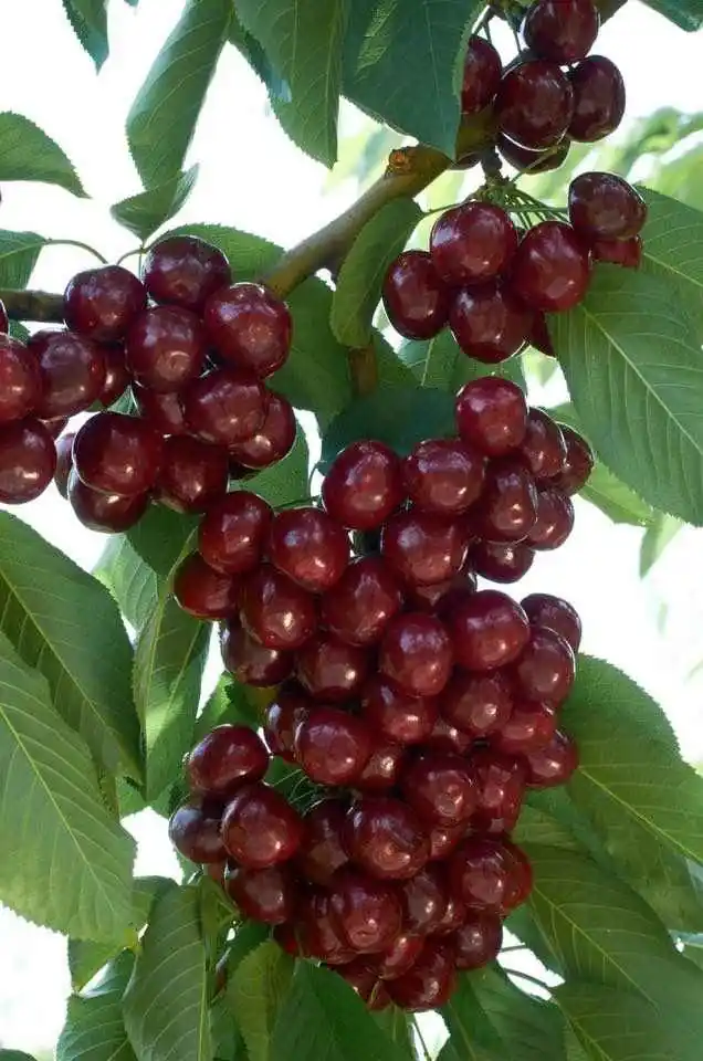 نهال گیلاس بینگ