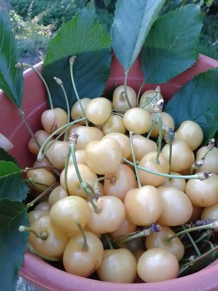 نهال گیلاس زرد موزی