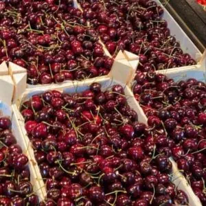 نهال گیلاس لاپینز