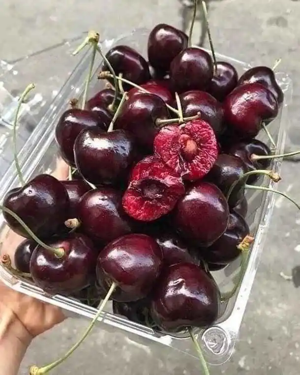نهال گیلاس مالزیا