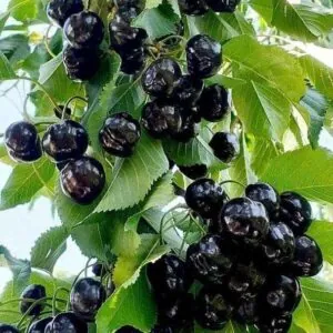 گیلاس اس کی