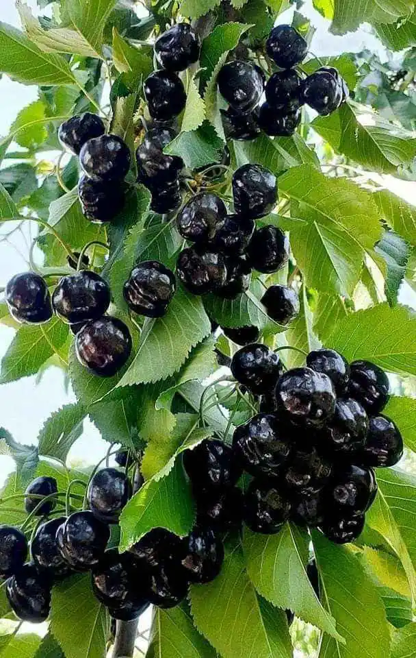 گیلاس اس کی