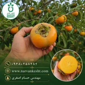 خرید نهال خرمالو سیبی