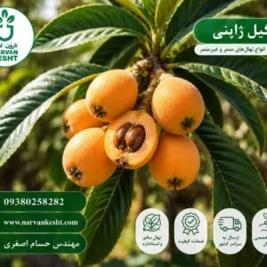 نهال ازگیل ژاپنی