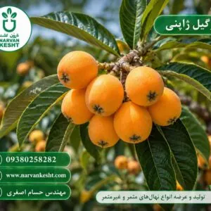 نهال ازگیل ژاپنی