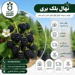 نهال بلک بری