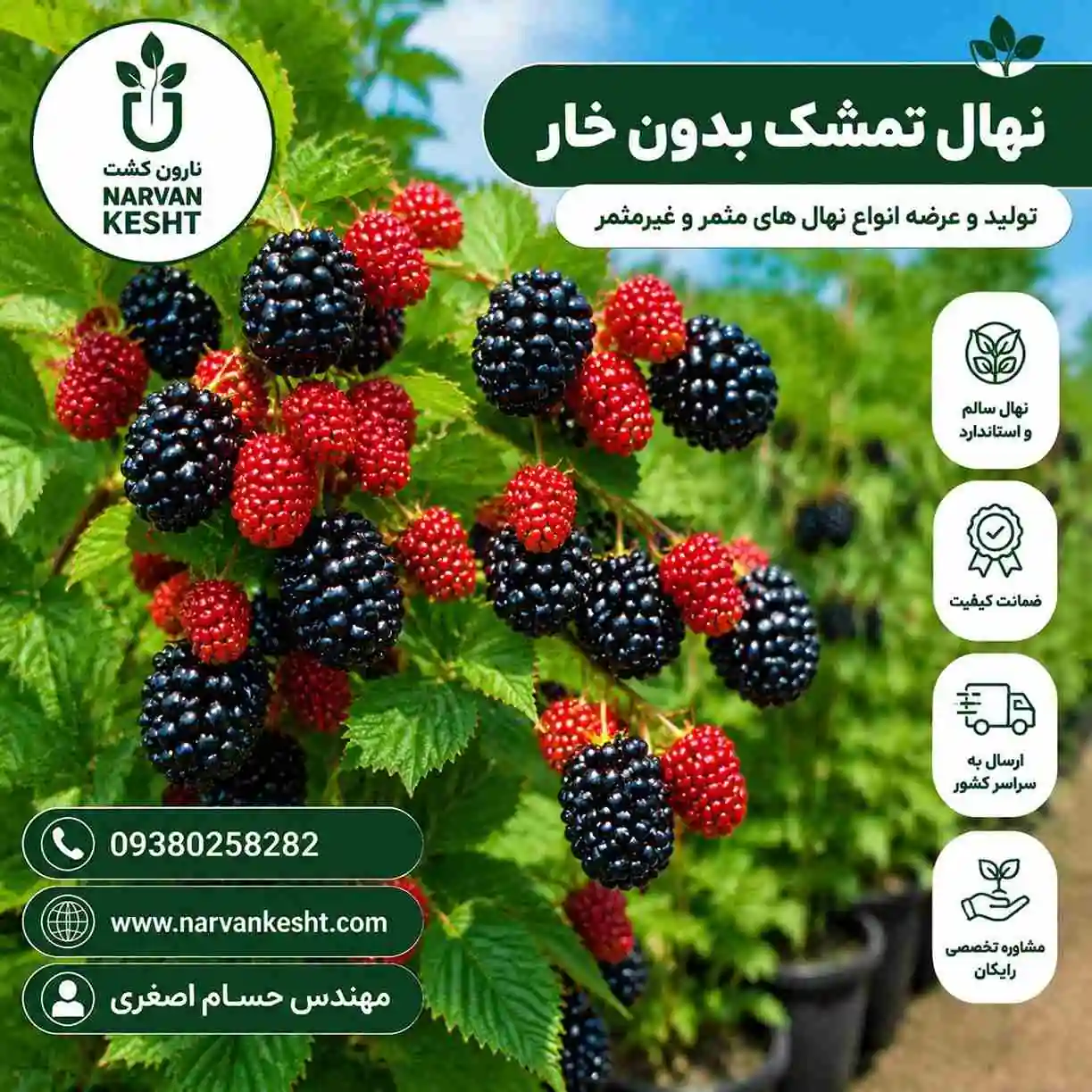 نهال تمشک بدون خار
