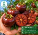 نهال خرمالو شکلاتی