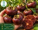 نهال خرمالو شکلاتی - تصویر 2