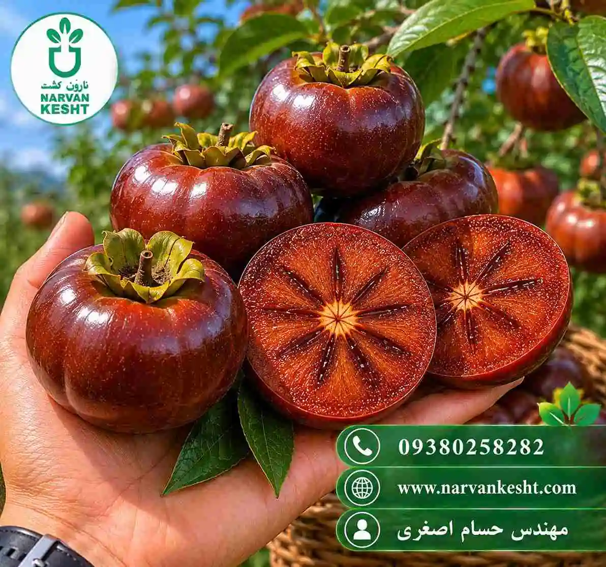 نهال خرمالو شکلاتی