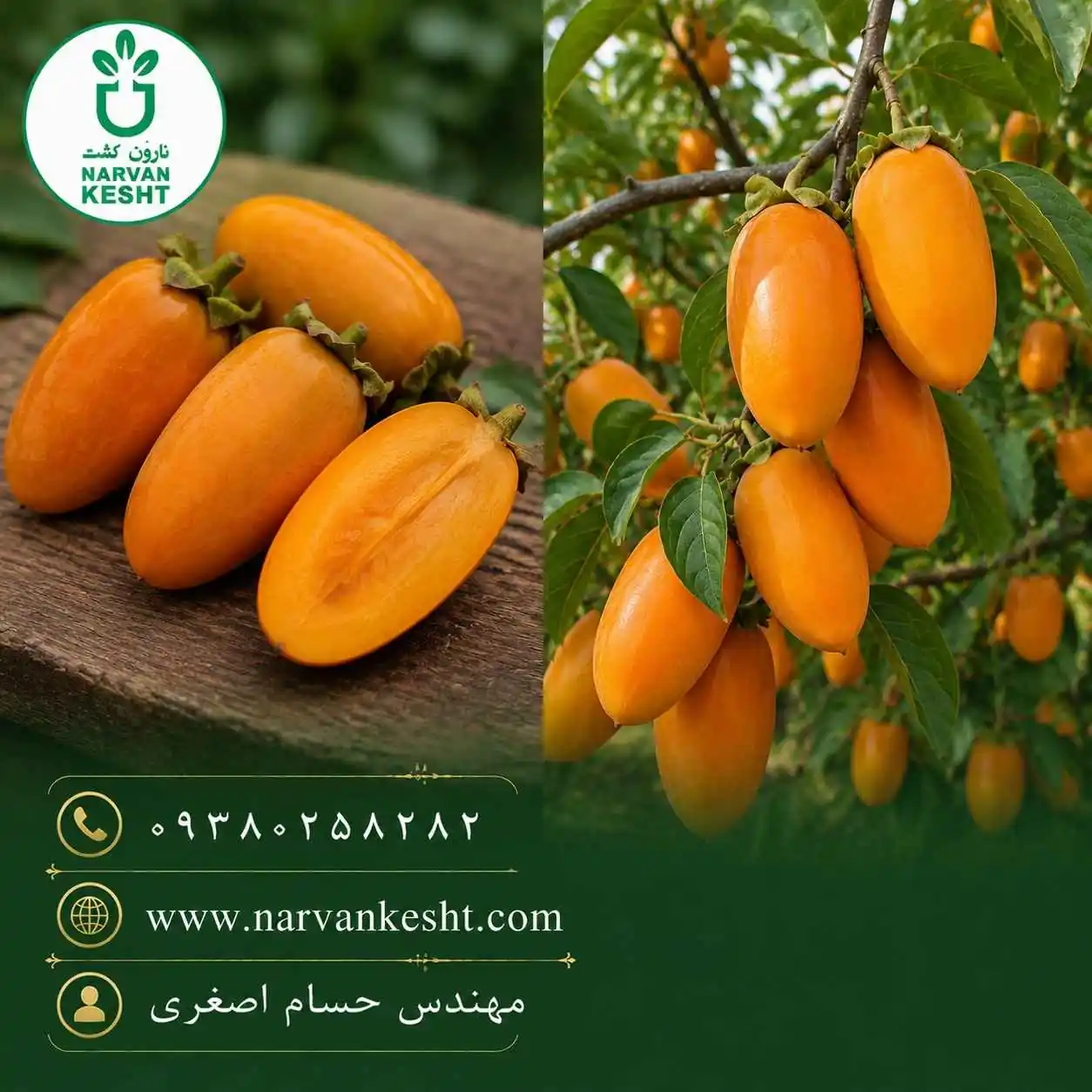 نهال خرمالو موزی