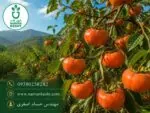 نهال خرمالو گوجه ای