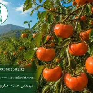 نهال خرمالو گوجه ای