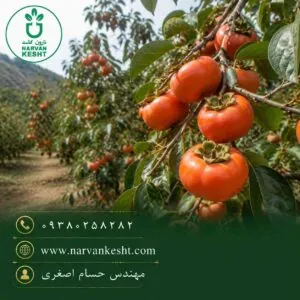 نهال خرمالو گوجه ای