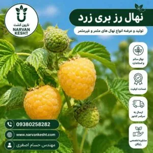 نهال رز بری زرد
