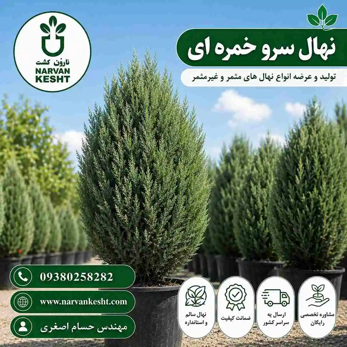 نهال سرو خمره ای