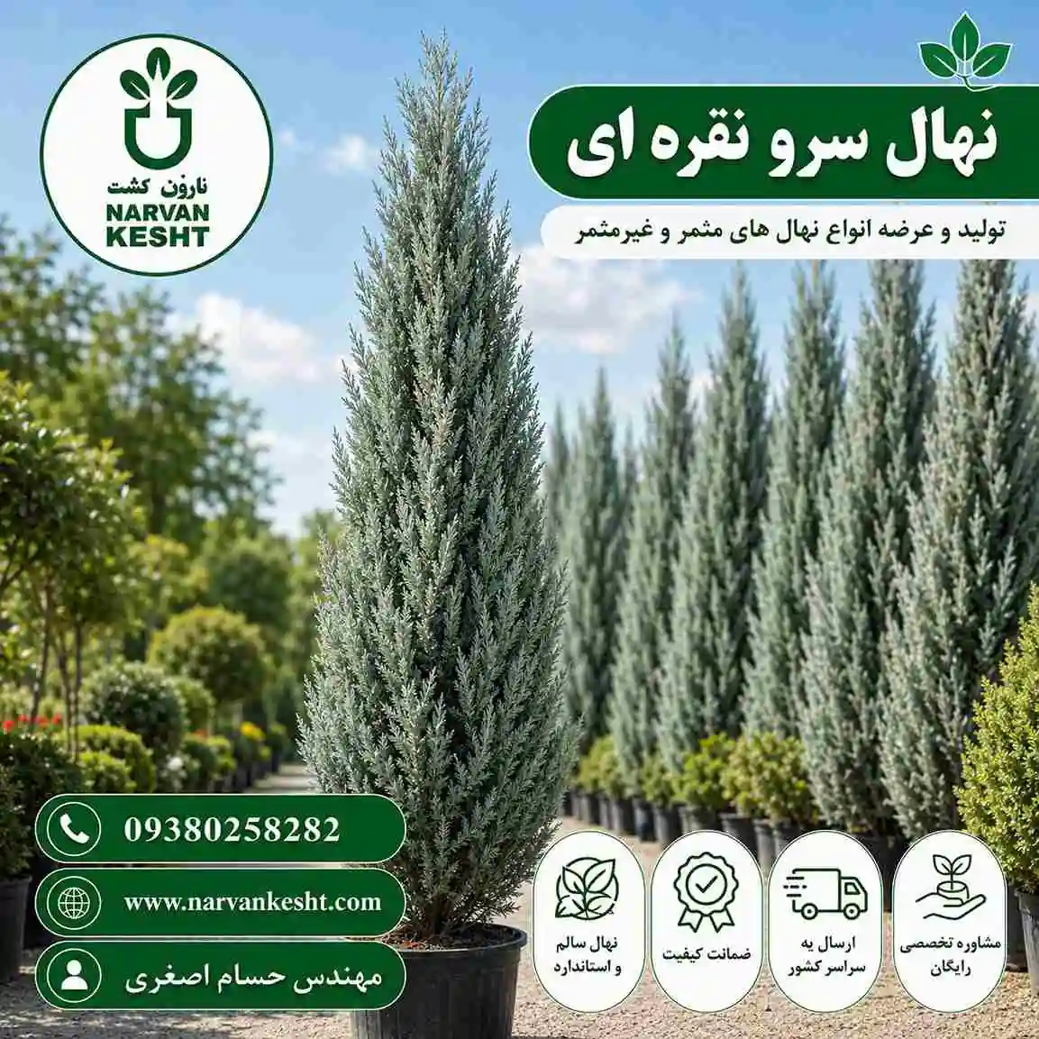 نهال سرو نقره ای