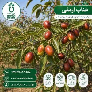 نهال عناب ارمنی