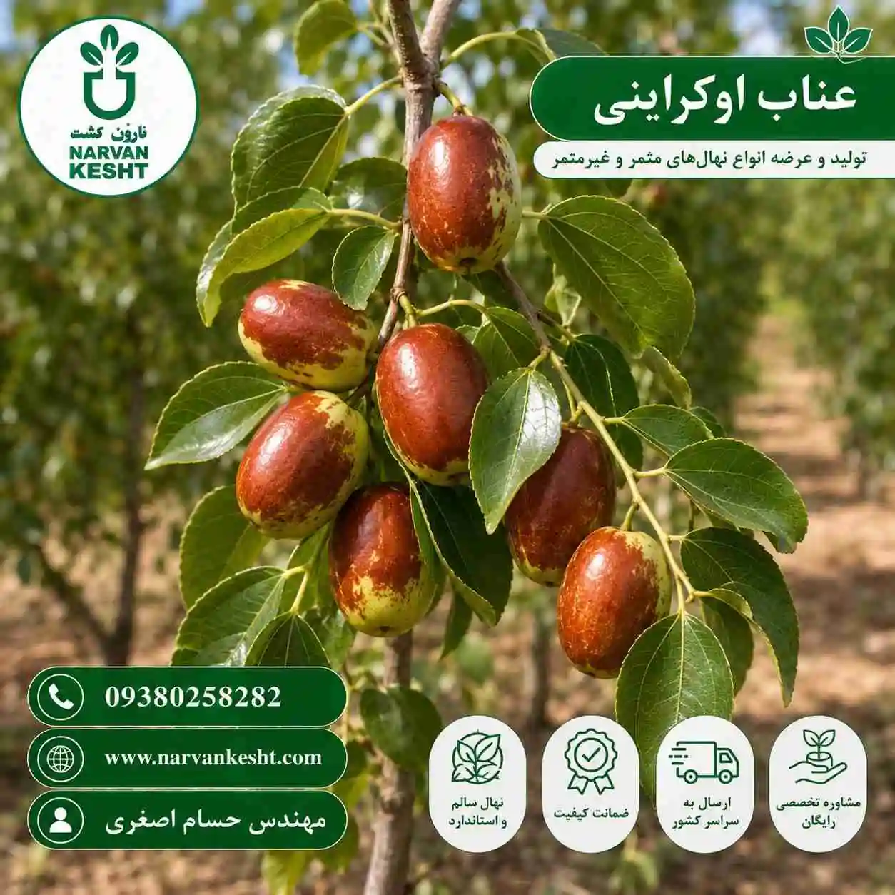 نهال عناب اوکراینی
